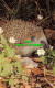 R575301 Hedgehog. Salmon - World