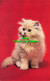 R575080 Cat. Kitten. Salmon - Monde