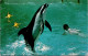2-5-2024 (3 Z 36) USA (posted) Steinhart Aquarium (Dolphin ? Show) - Delphine