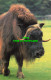 R574791 Musk Ox. Michael Lyster. Zoological Society Of London - Other & Unclassified