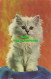R575391 Cat. Kitten - World