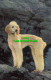 R575160 Dog. Poodle. 1977. Salmon - World