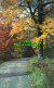 R574824 Road. Trees. Harriet B. Ellis. Plastichrome. Colourpicture - Monde