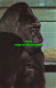 R575504 Guy The Gorilla At London Zoo. M. Lyster. Zoological Society Of London - Sonstige & Ohne Zuordnung