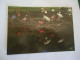 BRAZIL  POSTCARDS   AVES TROPICALS  BIRDS  MORE  PURHASES 10% DISCOUNT - Oiseaux