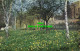 R576387 Daffodils In Grove Queens College. Cambridge. A. T. Narborough. Ctd - World