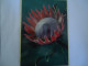 SOUTH AFRICA   POSTCARDS  CACTUS  THE CIANT PROTEA CYNAROIDES    MORE  PURHASES 10% DISCOUNT - Zuid-Afrika