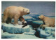 3D-AK Eisbären Nach Erfolgreicher Jagd  - Photographs