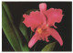 3D-AK Blüte Einer Rosanen Orchidee  - Photographie