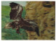 3D-AK Eagle, Adler Mit Gespreizten Fängen Im Anflug  - Fotografie