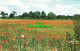 R580753 Pappies In The Corn. I. B. Attingham Park. Nature Conservancy Council. D - Monde