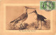 New Zealand - The Godwits - Birds - LIGHTLY UNSTICKED - Publ. Ferguson Ltd.  - Nouvelle-Zélande