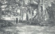 Trinidad - PORT OF SPAIN - Banyan Or Ceylon Willow In The Botanical Gardens - Publ. Wilson & Johnstone 268 - Trinidad