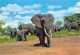 KENYA Mombasa NAIROBI Elephants  26 (scan Recto Verso)MF2722BIS - Kenia