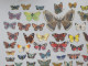 CHROMO DECOUPIS: PAPILLON Lot + De 100 Différents Même Thème - Tous Formats Multicolores PAPILLONS LEPIDOPTERISTE - Animals