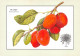 RECETTE  Les Fruits PLUMS Prunus Domestica Prunes  53 (scan Recto Verso)MF2774UND - Recepten (kook)