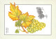 RECETTE  Les Fruits GRAPES Vitis Vinifera Grappe De RAISIN   55 (scan Recto Verso)MF2774UND - Recipes (cooking)