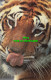 R576525 Tiger. Michael Lyster. Zoological Society Of London - Other & Unclassified