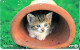 Japan: NTT - 231-185 Baby Cat - Japan