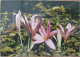 ISRAEL MEADOW SAFFRON WILD FLOWER CP PC KARTE CARD POSTCARD CARTOLINA ANSICHTSKARTE CARTA POSTALE POSATKARTE TARJETA - Israel