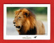 Animaux-02PH Le LION, An African Experience, Voir Scan Timbre - Lions
