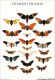 AJXP10-0998 - ANIMAUX - CIGALES - Butterflies