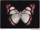 AJXP10-1000 - ANIMAUX - Pyrrhogyra Crameri Auriv - Guyane - Butterflies