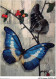 AJXP10-1001 - ANIMAUX - PAPPILLONS EXOTIQUES - MORPHO HELENA - Butterflies