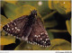 AJXP10-1002 - ANIMAUX - Pyrgus Sidae Esp - Dickkopffalter - Papillons