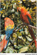 AJXP10-0975 - ANIMAUX - BRASIL TURISTICO - REGIAO AMAZONICA - Birds