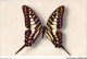 AJXP9-0892 - ANIMAUX - PAPILIO ANTHEUS - Butterflies