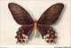 AJXP9-0891 - ANIMAUX - PAPILIO SEMPERI - Butterflies