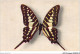 AJXP9-0888 - ANIMAUX - PAPILIO ANTHEUS - Butterflies