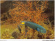 AJXP10-1037 - ANIMAUX - MUSEE OCEANOGRAPHIQUE DE MONACO - Girelle Exotique - Thalassoma Lunare - Fische Und Schaltiere