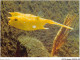 AJXP10-1042 - ANIMAUX - MUSEE OCEANOGRAPHIQUE DE MONACO - Poisson Coffre Cow Fish - Lactophrys Cornutus - Vissen & Schaaldieren