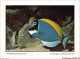 AJXP10-1041 - ANIMAUX - POISSONS CORAILLIENS - Acanthurus Leucosternon - Chirurgien A Poitrine Blanche - Fish & Shellfish