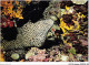 AJXP10-1043 - ANIMAUX - MURENE - Archipel Des Comores - Fische Und Schaltiere