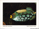 AJXP10-1039 - ANIMAUX - POISSONS CORAILLIENS - Balistoide Conspicillum - Baliste Leopard Ou Niger - Prestigieux - Joyau - Fish & Shellfish