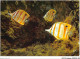AJXP10-1036 - ANIMAUX - MUSEE OCEANOGRAPHIQUE DE MONACO - PIT-PIT - Chelmon Rostratus - Fische Und Schaltiere
