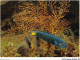 AJXP10-1044 - ANIMAUX - MUSEE OCEANOGRAPHIQUE DE MONACO - GIRELLE EXOTIQUE - Thalassoma Lunare - Fische Und Schaltiere