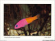 AJXP10-1022 - ANIMAUX - POISSONS CORALLIENS - Pseudochromis Paccagnellae - Petite Perle - Pescados Y Crustáceos