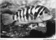 AJXP10-1016 - ANIMAUX - CICHLASOMA - Fish & Shellfish