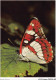 AJXP10-1008 - ANIMAUX - Limenitis Anonyma Lewis - Blauschiller - Butterflies