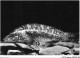 AJXP10-1017 - ANIMAUX - LABRE - Fish & Shellfish