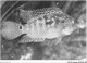 AJXP10-1014 - ANIMAUX - CICHLASOMA - CICHLASOMA FACETUM - Fish & Shellfish