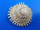Astraea Phoebia Martinique (Le François) 54mm F+++ N1 - Seashells & Snail-shells