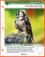 CHOUETTE EPERVIERE Oiseau Illustrée Documentée  Animaux Oiseaux Fiche Dépliante - Animales