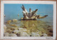 ISRAEL DEAD SEA SALT CRYSTALS DESERT YEHUDA HILLS CARTE POSTALE KARTE POSTCARD ANSICHTSKARTE CARTOLINA CARD POSTKARTE - Israel