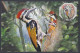 Bangladesh 2012 Postcard Lesser Goldenback, Woodpecker, Bird, Birds, Odd-shape - Bangladesch