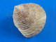 Calliostoma Zizyphinum Manche (St-Malo) 21,4mm F+++ WO N9 - Schelpen